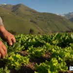 Perú suspende glifosato y otros plaguicidas en alimentos vegetales por fallo del TC